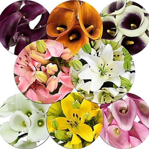 Mini Callas and Asiatic Lilies Combo Box 50/30 ct. - Assorted - Home/ - InBloom