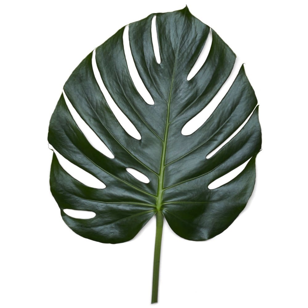 Monstera Palm Leaves (10 bunches) - Fillers & Greenery - Monstera