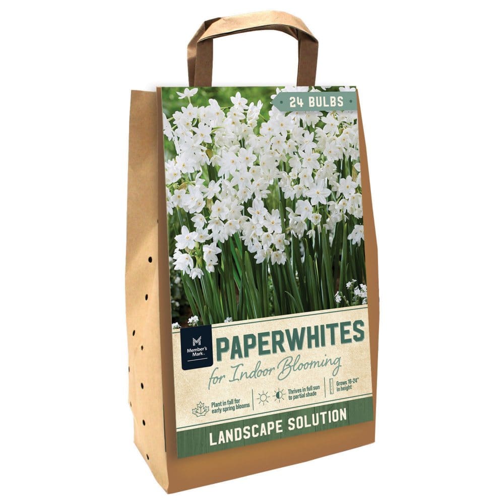 Narcissus Paperwhite - Package of 24 Dormant Bulbs - Seeds & Bulbs - Narcissus
