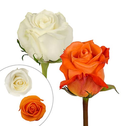 Orange & White Roses 125 Stems - Home/Seasonal/Fall Harvest/Fall Flowers/ - InBloom