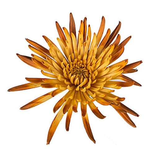 Painted Spider Mums 100 Stems - Peach/Brown - Home/Seasonal/Fall Harvest/Fall Flowers/ - InBloom