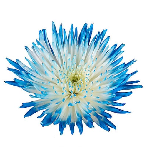 Painted Spider Mums 100 Stems - White/Blue - Home/ - InBloom