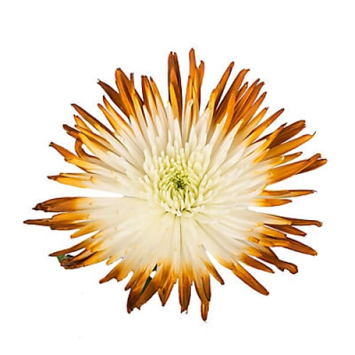Painted Spider Mums 100 Stems - White/Brown - Home/Seasonal/Fall Harvest/Fall Flowers/ - InBloom