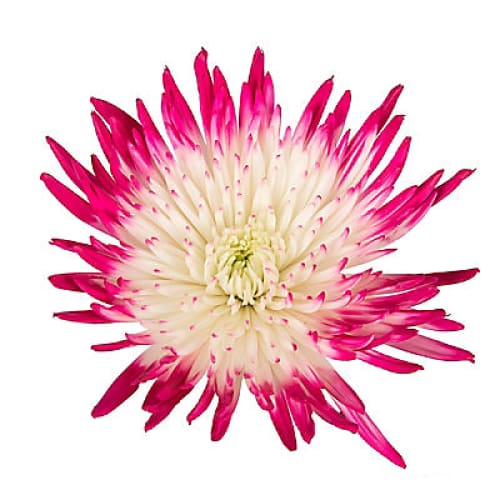 Painted Spider Mums 100 Stems - White/Hot Pink - Home/ - InBloom