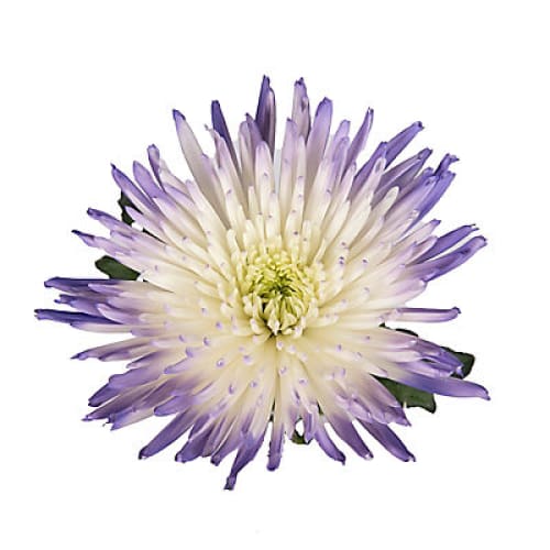 Painted Spider Mums 100 Stems - White/Purple - Home/ - InBloom