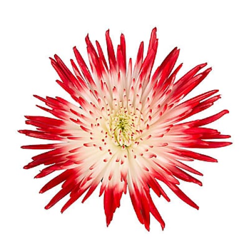 Painted Spider Mums 100 Stems - White/Red - Home/Seasonal/Fall Harvest/Fall Flowers/ - InBloom