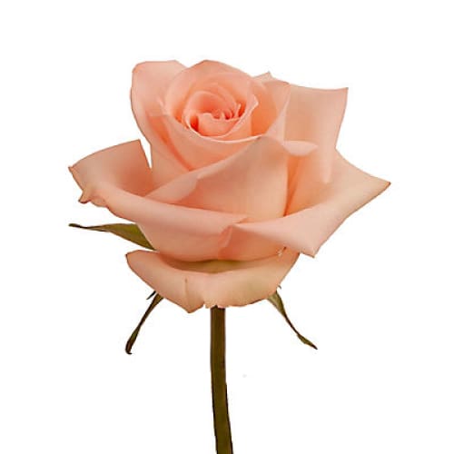 Peach Roses 125 Stems - Home/Flowers/Roses & Petals/ - InBloom