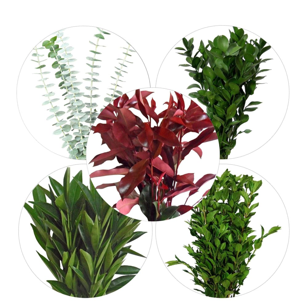 Photinia Cocculus Viburnum Ruscus and Baby Blue Eucalyptus 150 Stems - Assorted - InBloom