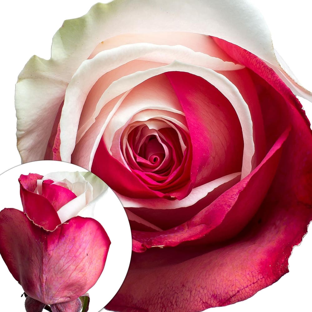 InBloom Red and White Tinted Roses - Home/Home/Flowers & Plants/Roses/ - InBloom