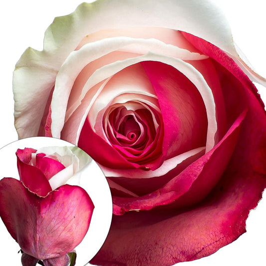 InBloom Red and White Tinted Roses - Home/Home/Flowers & Plants/Roses/ - InBloom