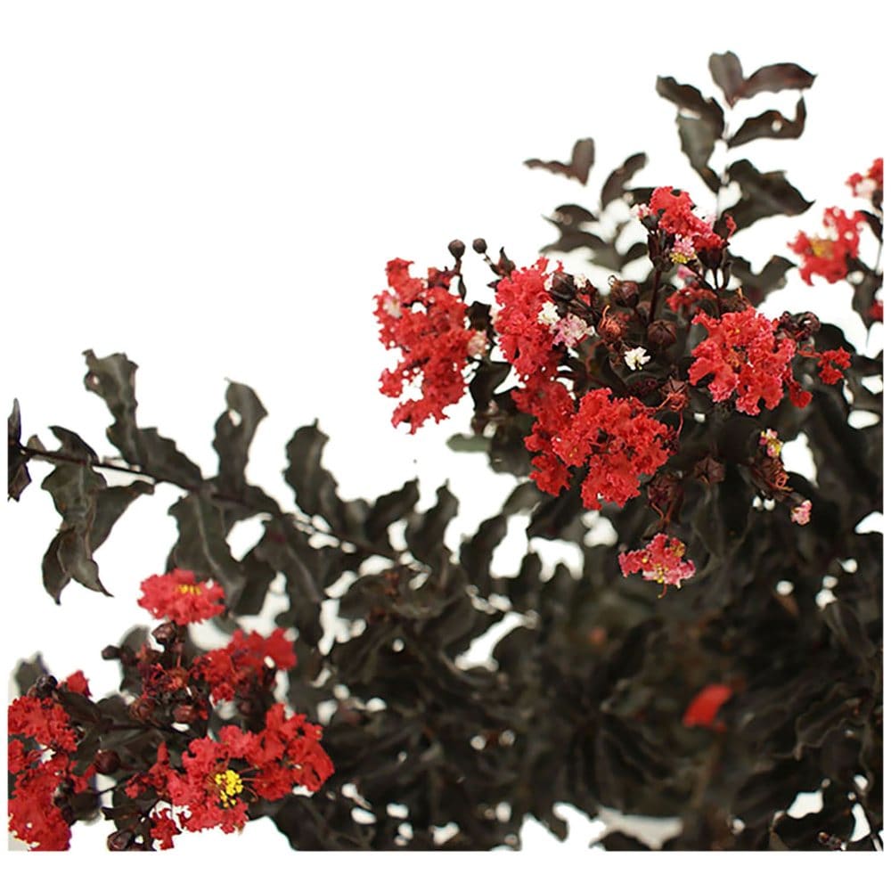 Red Hot Black Diamond Crape Myrtle - Plants - Red