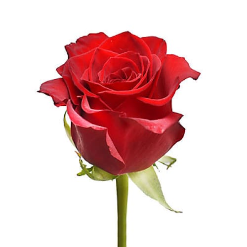 Red Roses 125 Stems - Home/Seasonal/Fall Harvest/Fall Flowers/ - InBloom