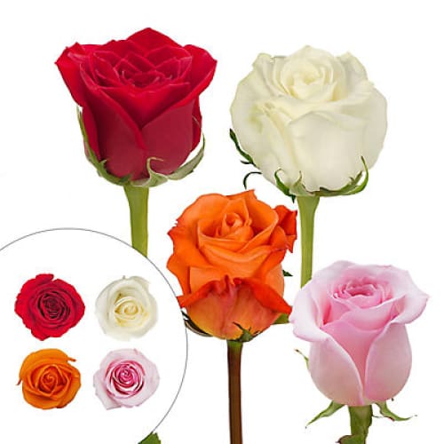 Red White Pink & Growers Choice Roses 125 Stems - Home/Flowers/Roses & Petals/ - InBloom
