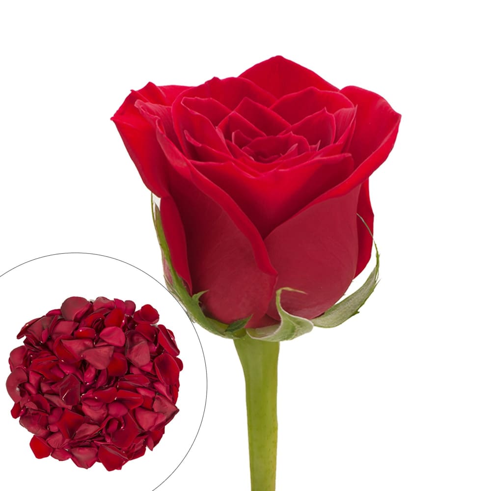 Roses and Petals Combo Box 75/2,000 pk. - Red - InBloom