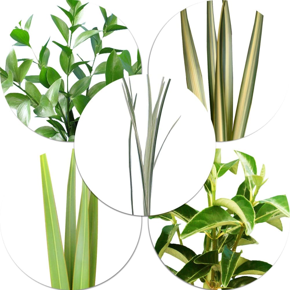 Ruscus/Viburnum/Lily Grass/Flax 250 Stems - Assorted - InBloom