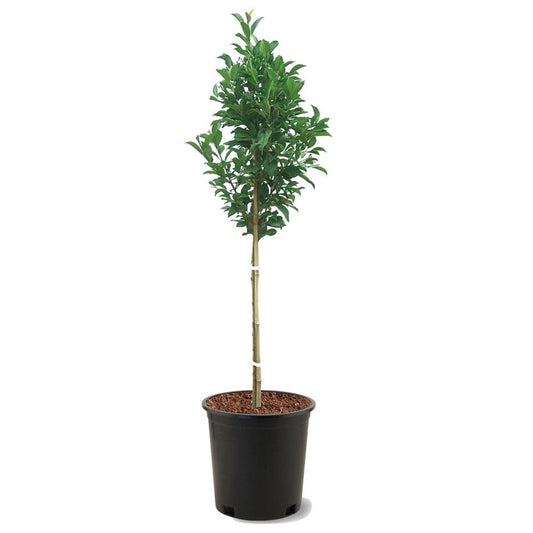 Santa Rosa Plum Tree - Plants - Santa