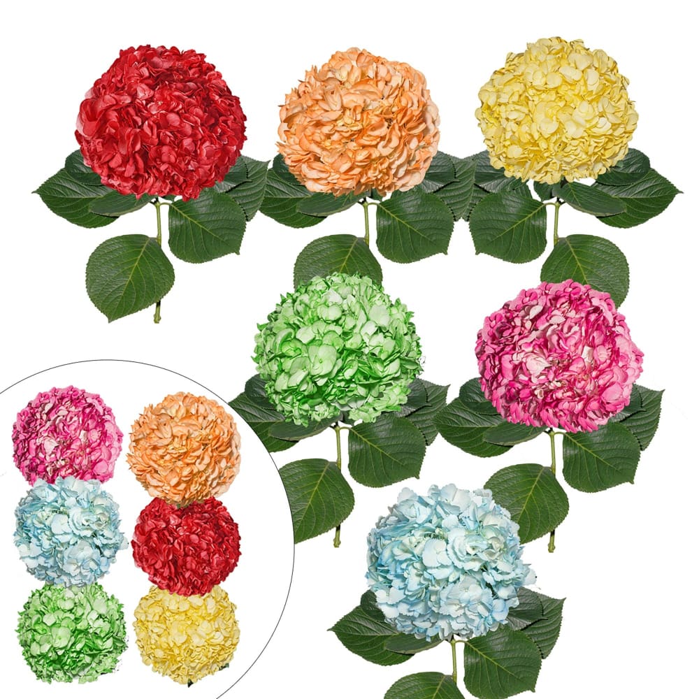 Spring Color Hydrangeas, 26 Stems | ShelHealth