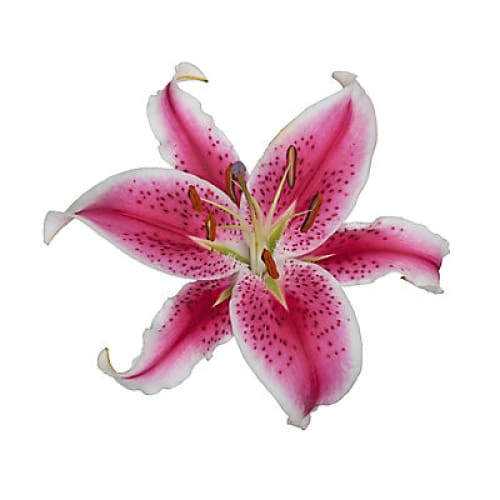 Starfighter Oriental Lilies 60 Stems - Home/Grocery/Specialty Shops/New To Grocery/ - InBloom