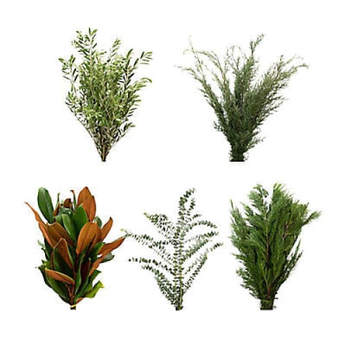 Traditional Holiday Greens - Home/Flowers/Greenery & Fillers/ - InBloom