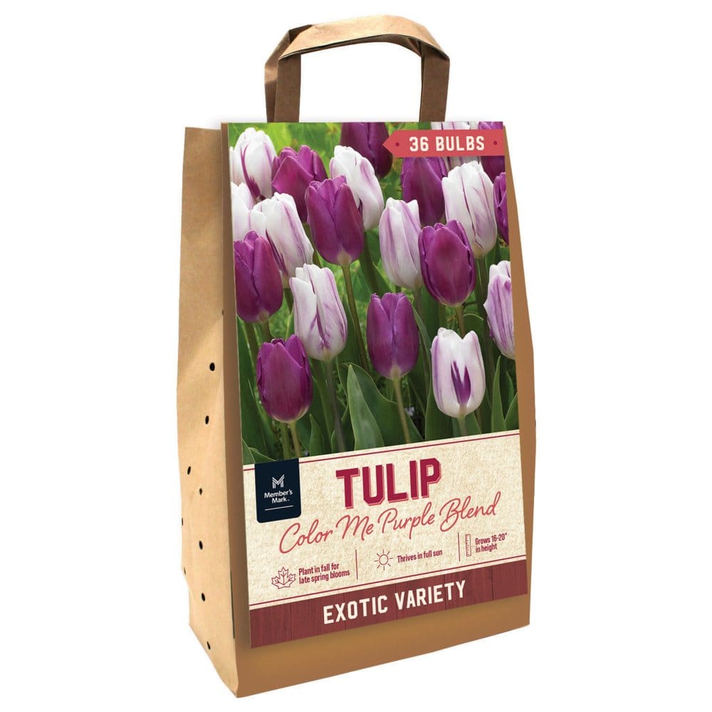 Tulip Color Me Purple - Package of 36 Dormant Bulbs - Seeds & Bulbs - Tulip
