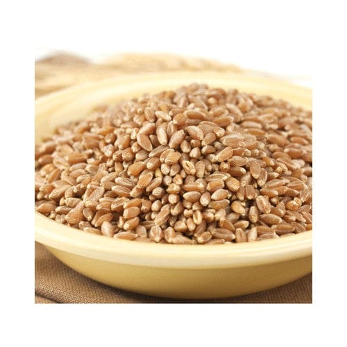 Wheat Montana Bronze Chief Kernels 50lb - Baking/Flour & Grains - Wheat Montana