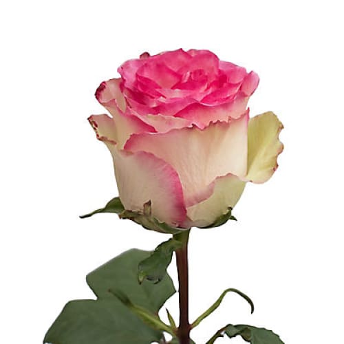 White/Pink Bicolor Roses 125 Stems - Home/Flowers/Roses & Petals/ - InBloom