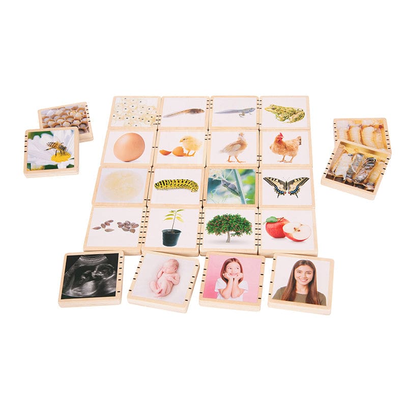 Wooden Lifecycle Tiles - Life Science - Learning Advantage