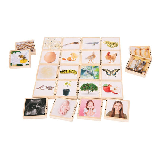Wooden Lifecycle Tiles - Life Science - Learning Advantage