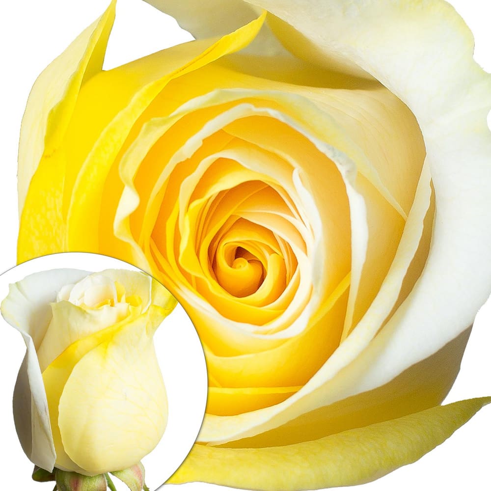 InBloom Yellow and White Tinted Roses - Home/Home/Flowers & Plants/Roses/ - InBloom