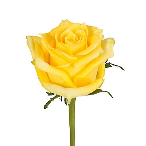 Yellow Roses 100 Stems - Home/Flowers/Roses & Petals/ - InBloom