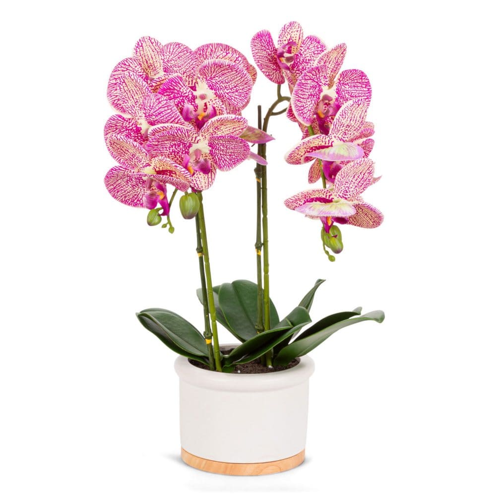 18 Real Touch Ultra-Realistic 2-Stem Pink Phalaenopsis Arrangement in Ceramic and Wood Pot - Faux Plants - Real Touch