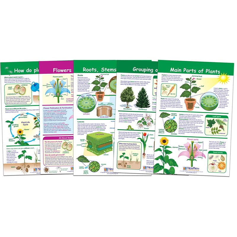 All About Plants Set Of 5 (Pack of 2) - Science - Newpath Learning
