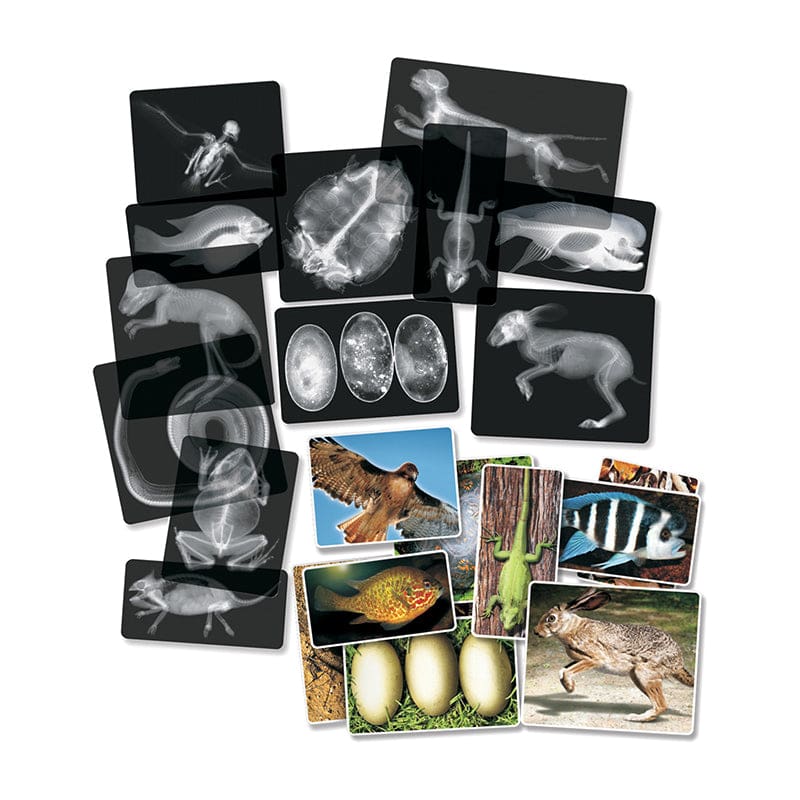 Animal X-Rays - Animal Studies - Roylco Inc.
