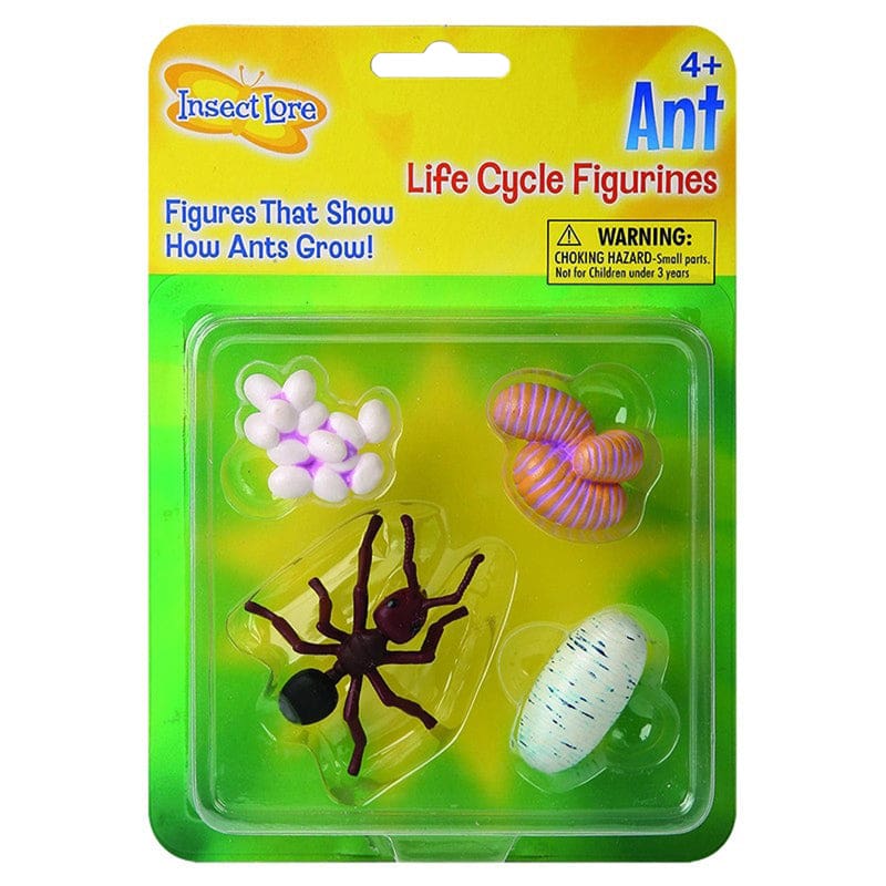 Ant Life Cycle Stages (Pack of 6) - Animal Studies - Insect Lore
