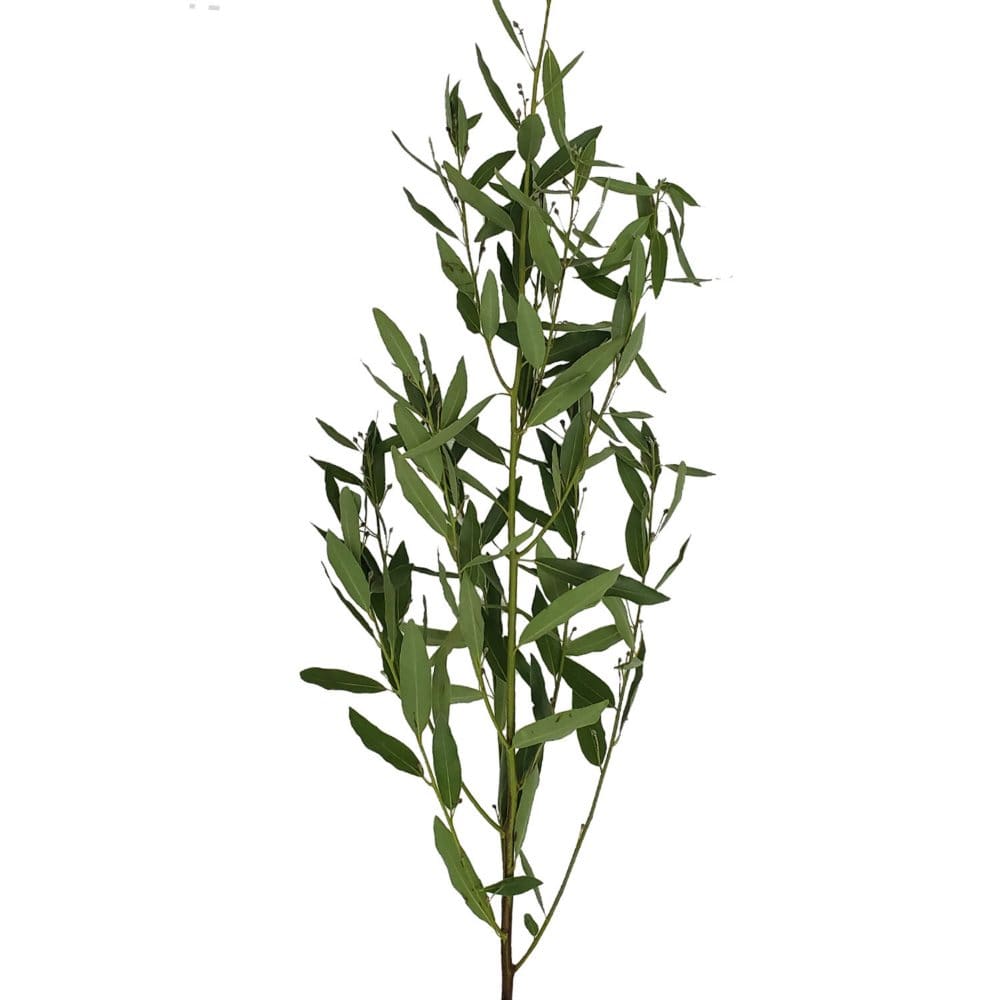 Bay Leaf (40 stems) - Fillers & Greenery - Bay