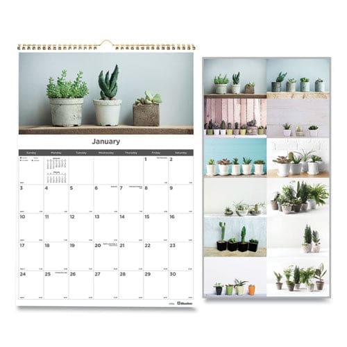 Blueline 12-month Wall Calendar Succulent Plants Photography 12 X 17 White/multicolor Sheets 12-month (jan To Dec): 2023 - School Supplies -