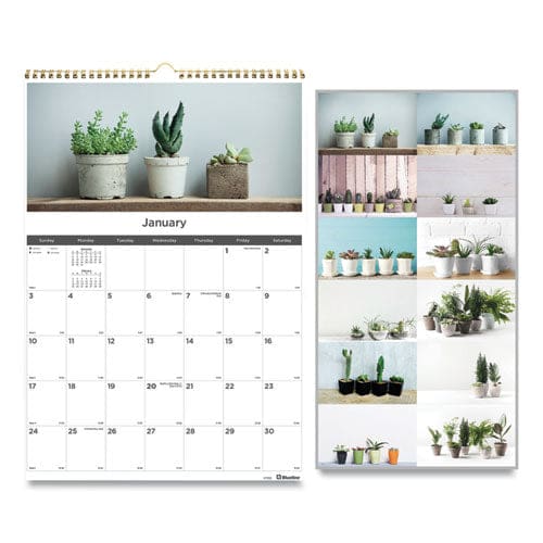 Blueline 12-month Wall Calendar Succulent Plants Photography 12 X 17 White/multicolor Sheets 12-month (jan To Dec): 2023 - School Supplies -