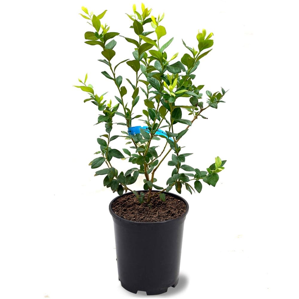 Brightwell Blueberry Plant 1 lb. Pot - Plants - Brightwell