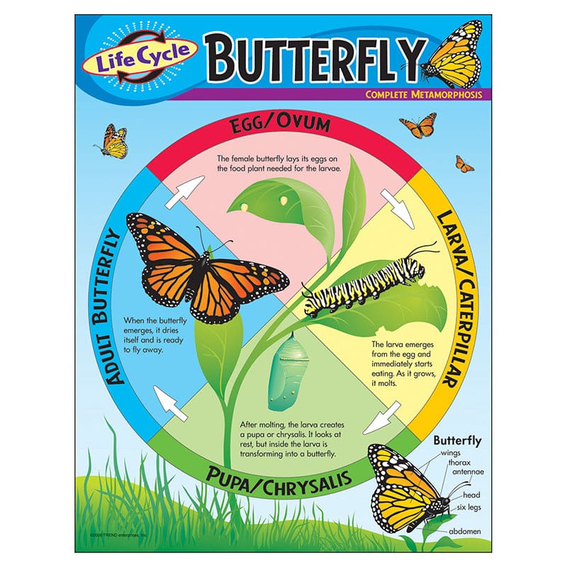 Chart Life Cycle Of A Butterfly (Pack of 12) - Science - Trend Enterprises Inc.