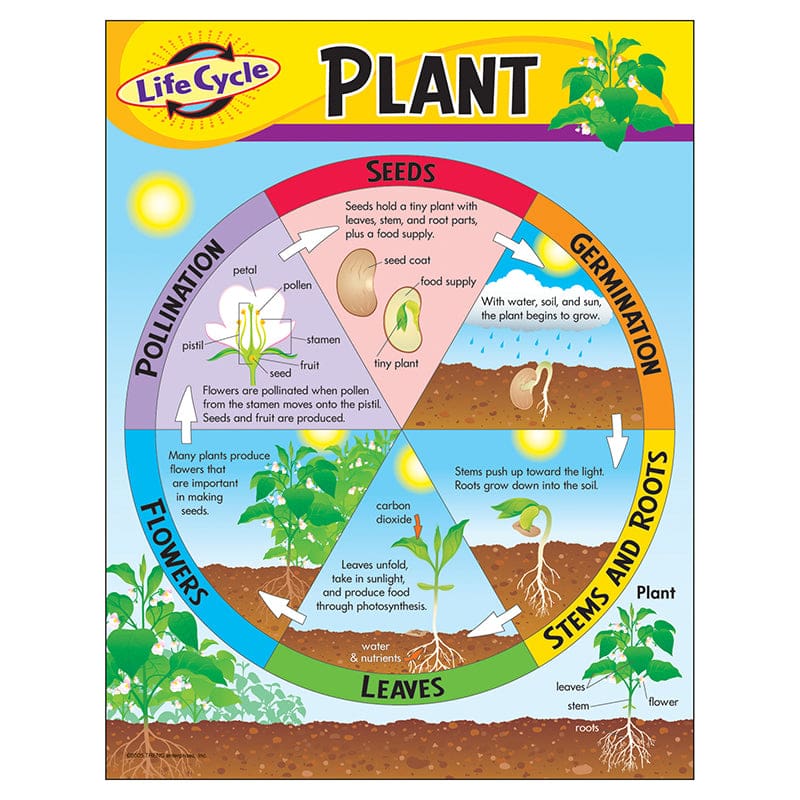 Chart Life Cycle Of A Plant K-3 (Pack of 12) - Science - Trend Enterprises Inc.
