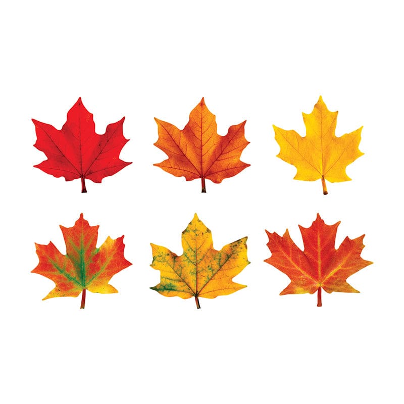Classic Accents Maple Leaves Variety Pk-Discovery (Pack of 6) - Holiday/Seasonal - Trend Enterprises Inc.