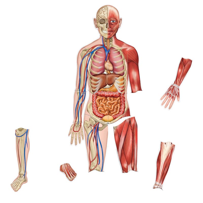 Double-Sided Magnetic Human Body - Human Anatomy - Learning Resources
