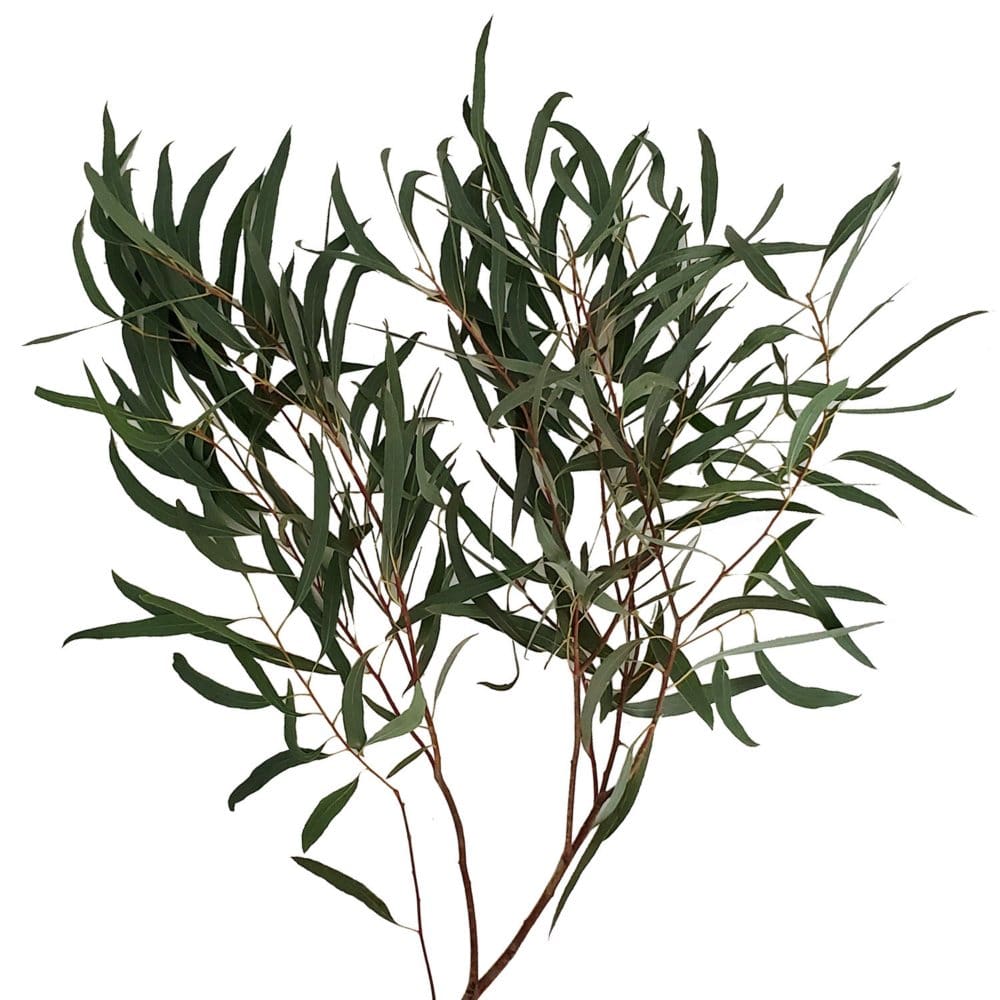 Eucalyptus Willow (40 stems) - Seasonal Flowers - Eucalyptus