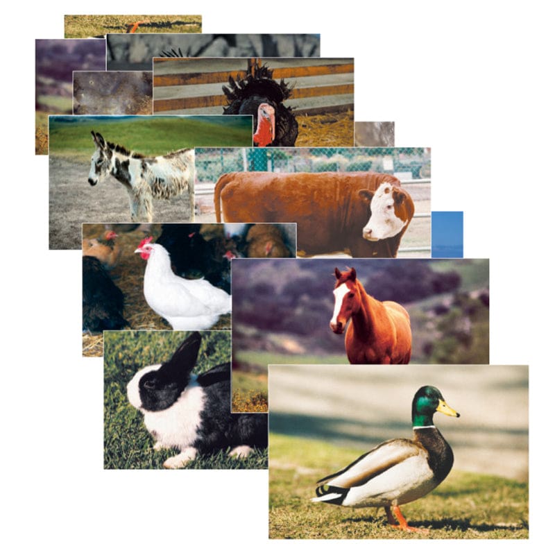 Farm Animal Poster Set Set Of 10 (Pack of 2) - Science - Stages Learning Materials