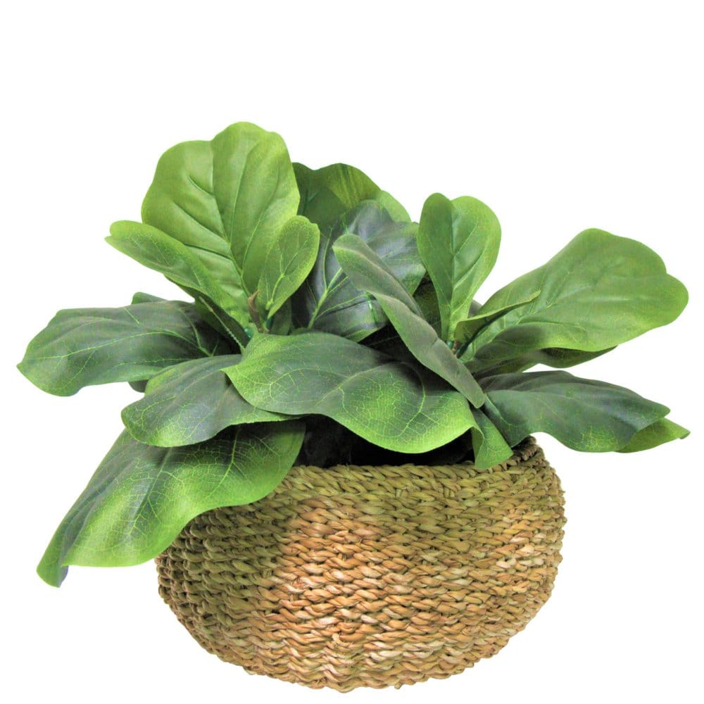 Faux 20 Fig Plant in Low Round Handwoven Basket - Faux Plants - Faux