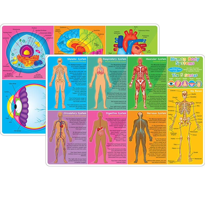 Human Body Learning Mat 2 Sided Write On Wipe Off (Pack of 10) - Human Anatomy - Ashley Productions