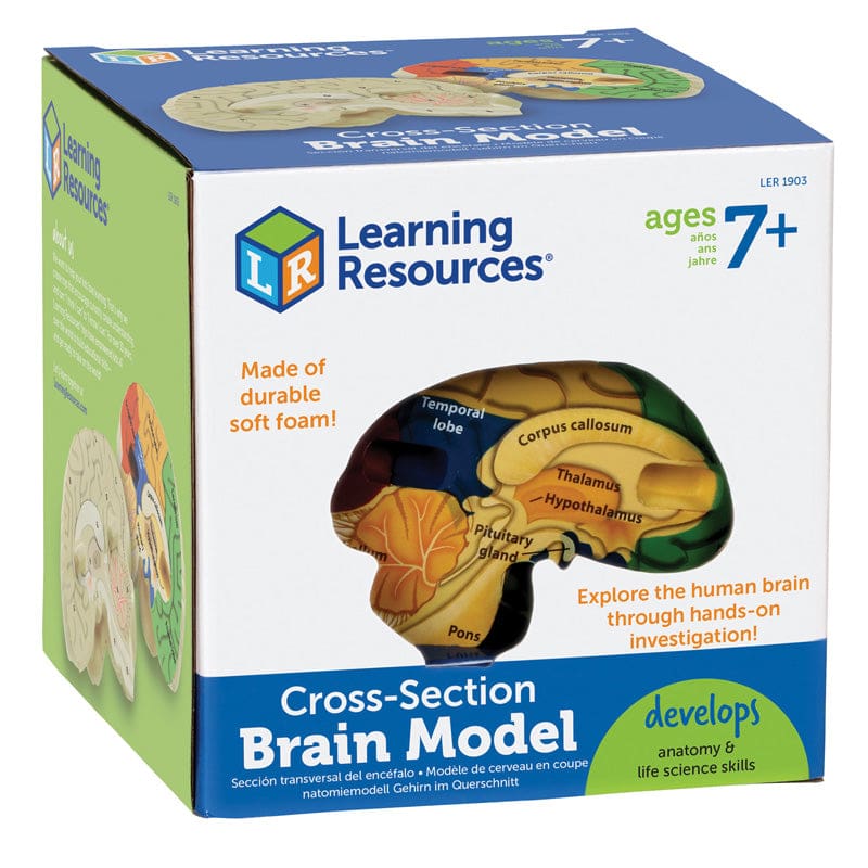 Human Brain Crosssection Model - Human Anatomy - Learning Resources