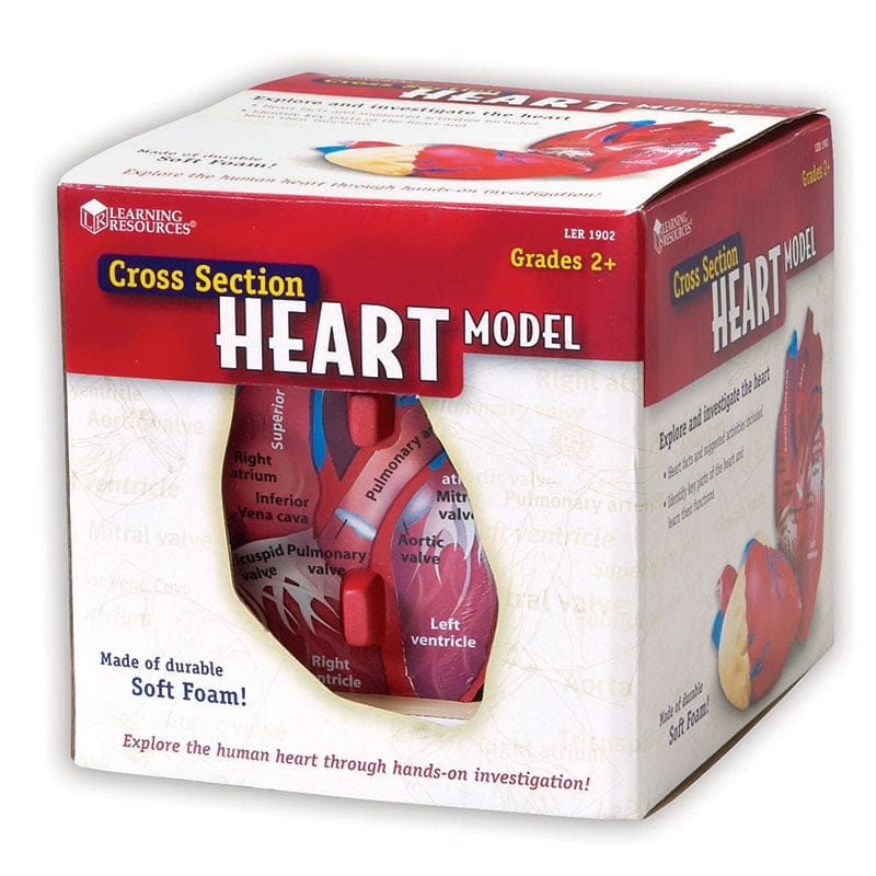 Human Heart Crosssection Model - Human Anatomy - Learning Resources