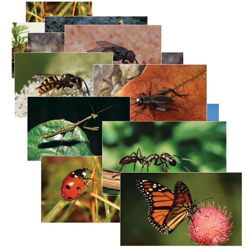 Insects 14 Poster Cards - Science - Stages Learning Materials