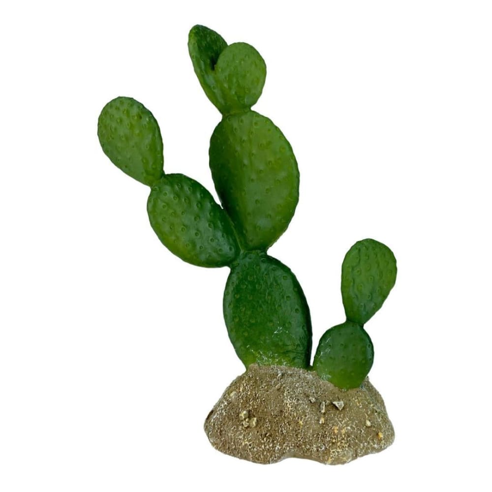 Komodo Cactus Plant Prickly Pear 1ea-6.3 in - Pet Supplies - Komodo